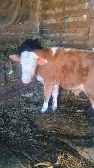 Vand tauras de baltata romaneasca si vitea angus