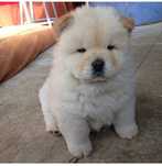 Chow Chow – cățeluș adorabil, 8 săptămâni, carnet de sanatate