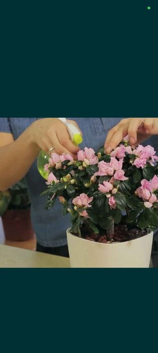 Ofis honadon gularn parvarish hizmat