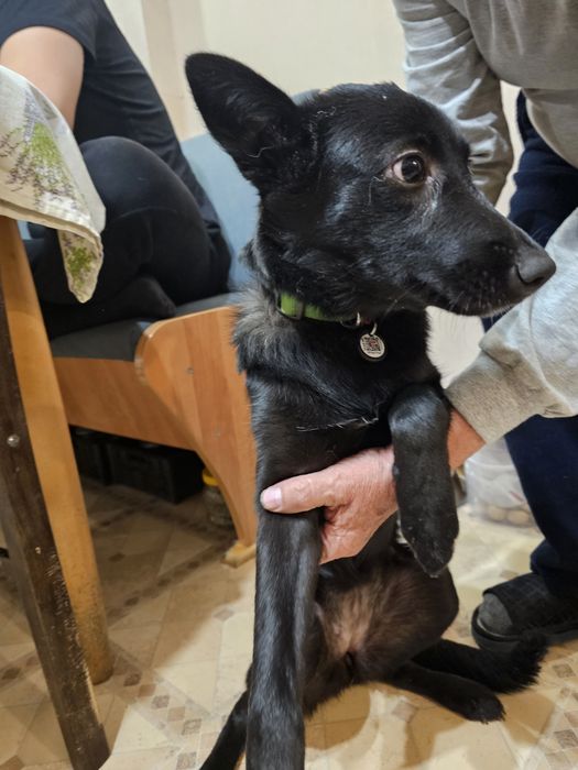 Найдена собака (щенок)