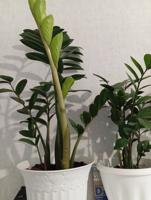 Продам домашнее цветы замиакулькас