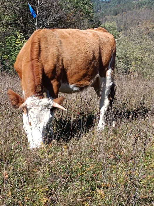 Juninca la prima fătare de vânzare!
