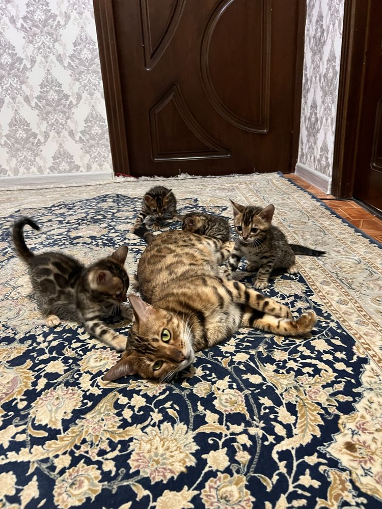 Bengalski mushu
