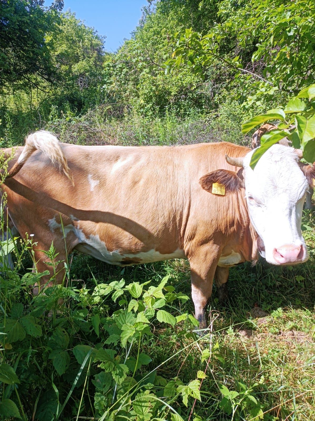 Animale de vinzare