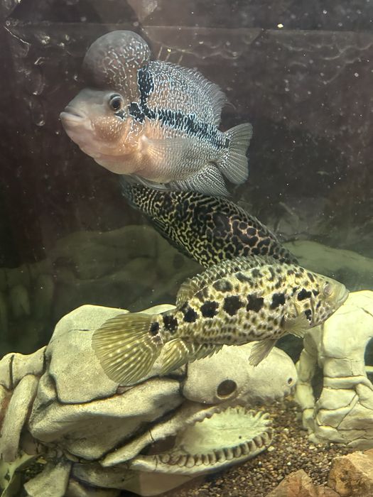 Продам рыб или обменяю на других цихлид размером по меньше