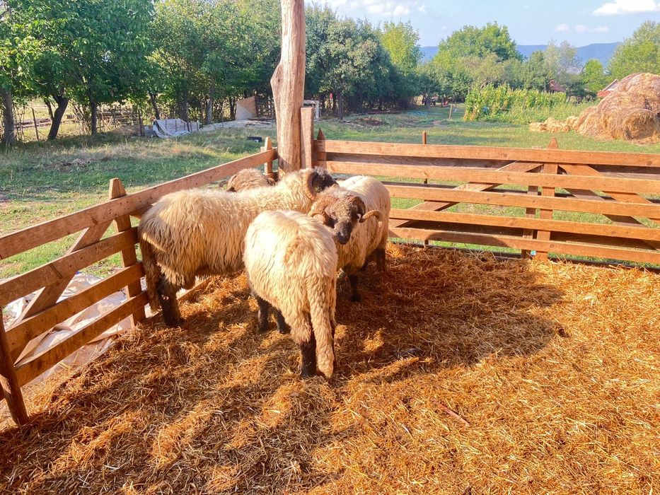 Vând berbeci bucalai