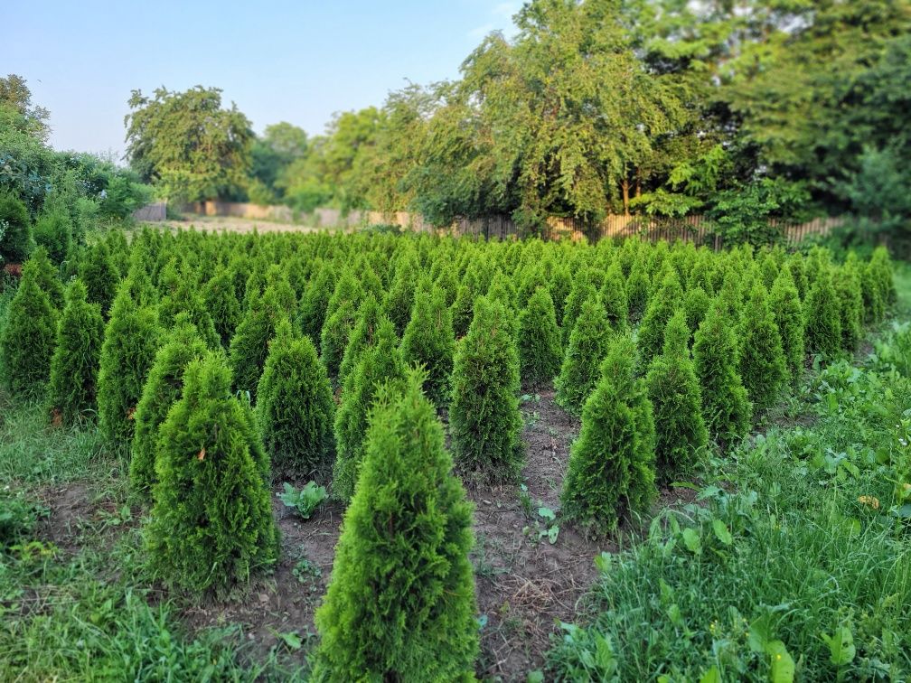 Tuia smaragd arbuști ornamentali gard viu