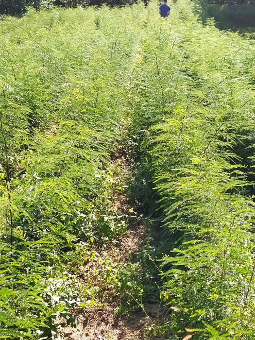 Puieți salcâm, gladiță-roscove, frasin,paltin ,arin,nuc