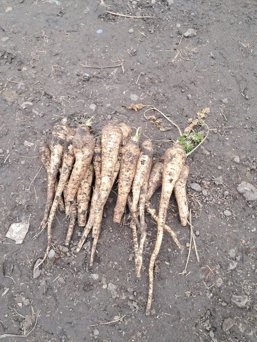 Vând păstârnac și pătrunjel,morcov în cantități mari și mici