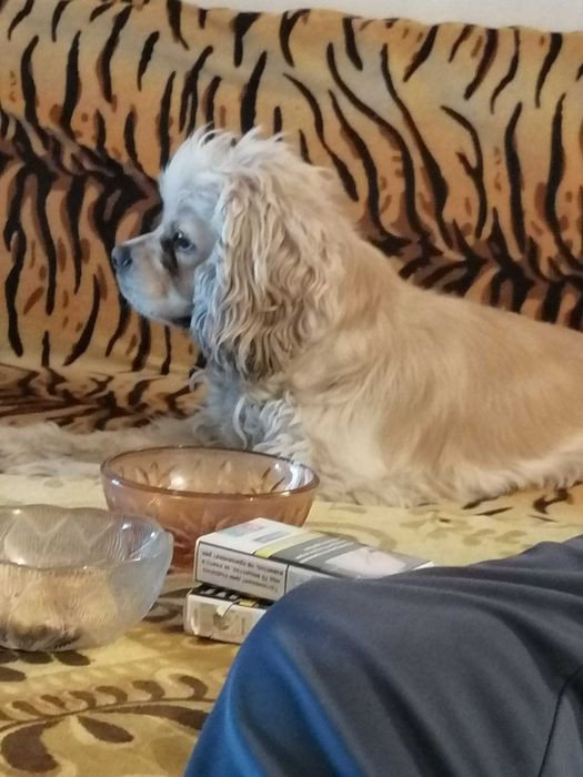 Американски кокер шпаньол за разплод