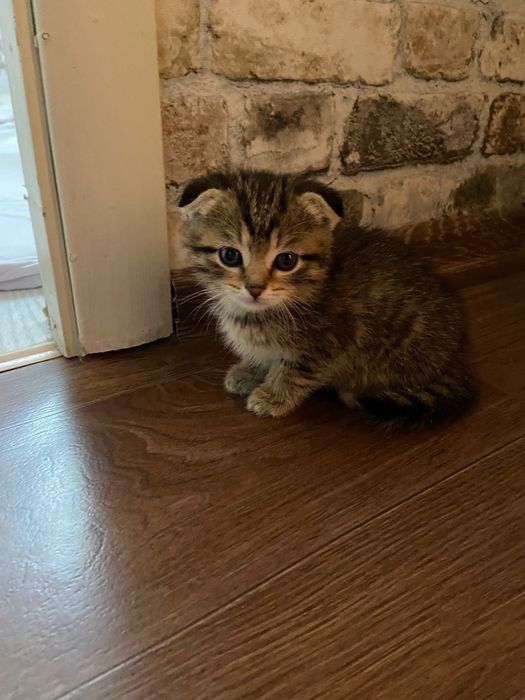 Котенок  шотландский вислухий