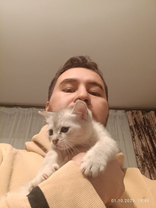 КОТЯТА бесплатно