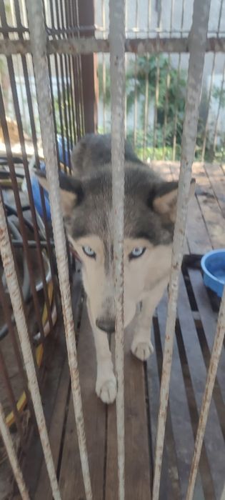 Ищем старых или новых более ответственых хозяев