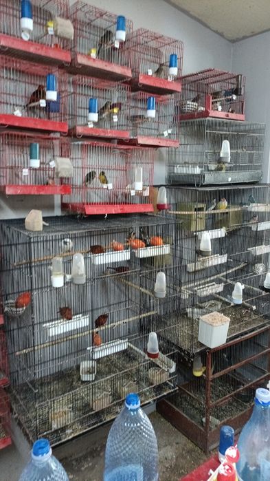 Canari și cănărițe