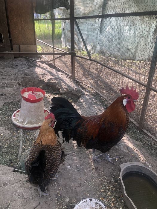 Vand cocosi din rasele: brakel,wiandotte, la bresse