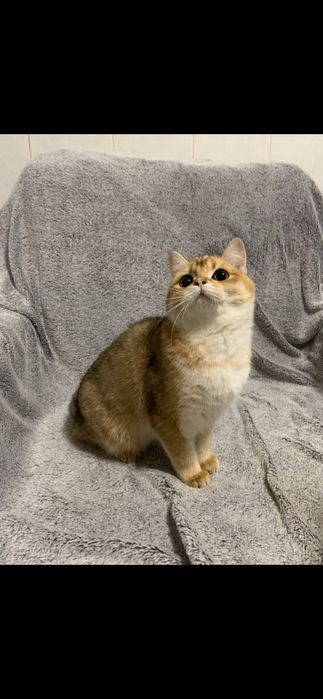 Băiețel British shorthair golden cu pedigree