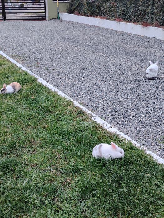 Vând iepuri de rasă pitici