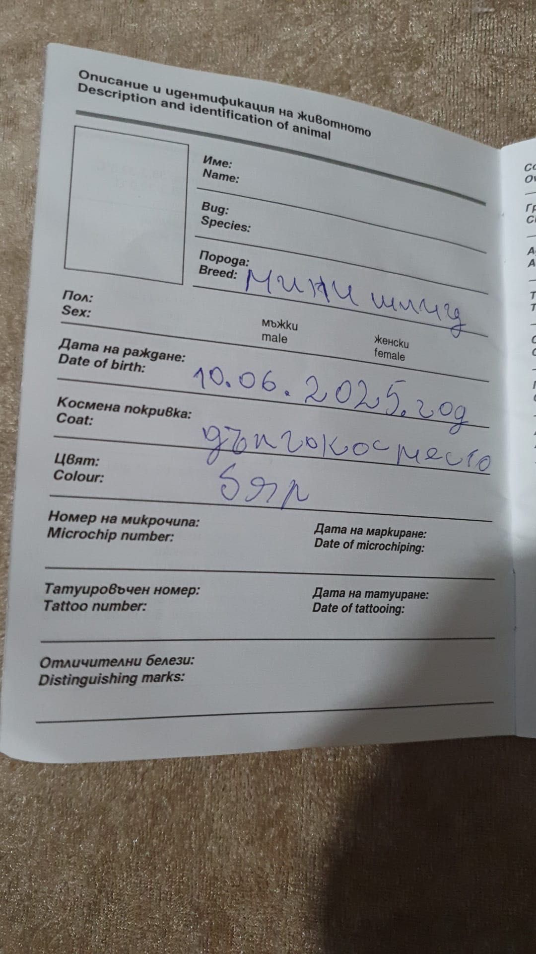 Мини шпиц померян.