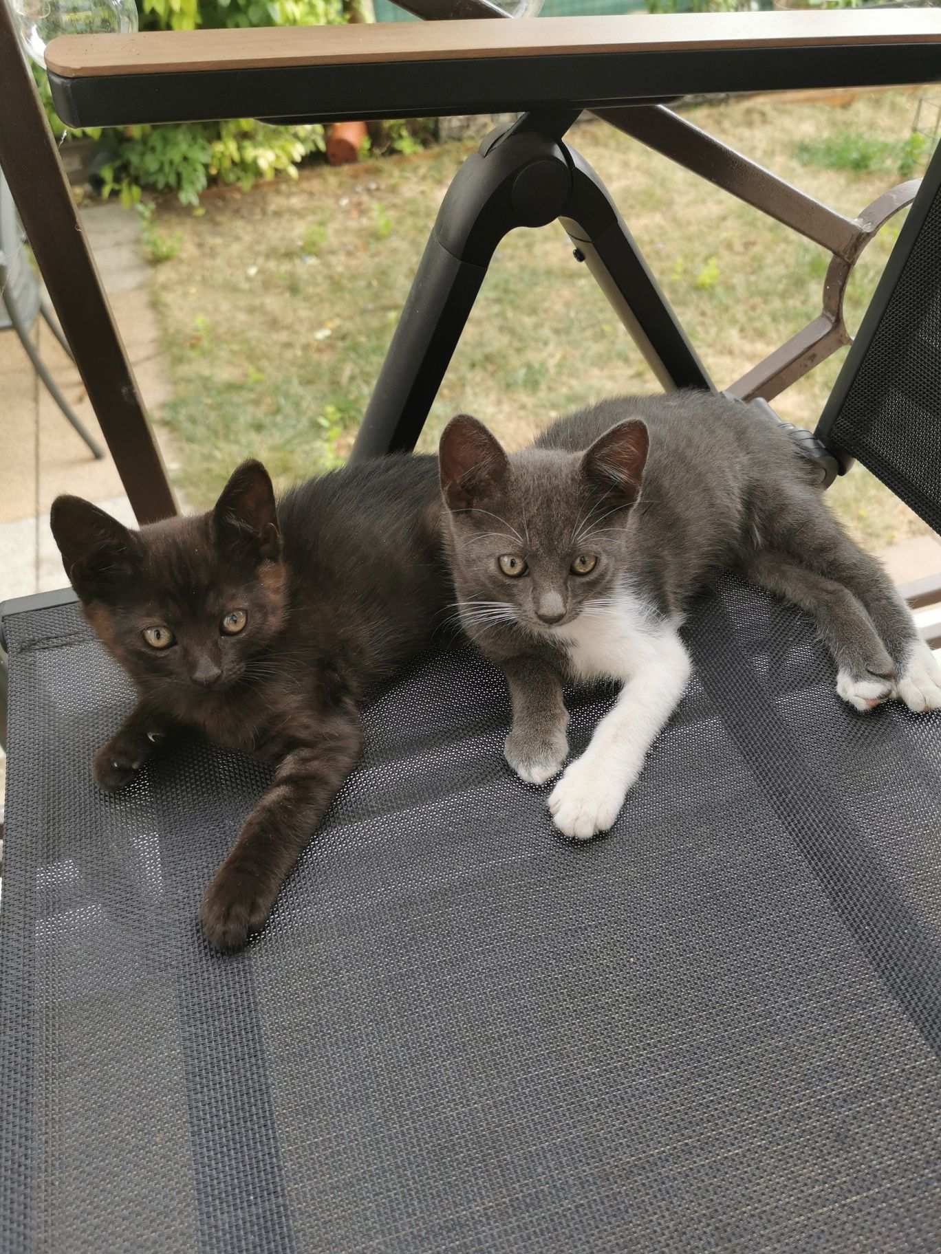 Ofer spre adoptie 2 pisicute
