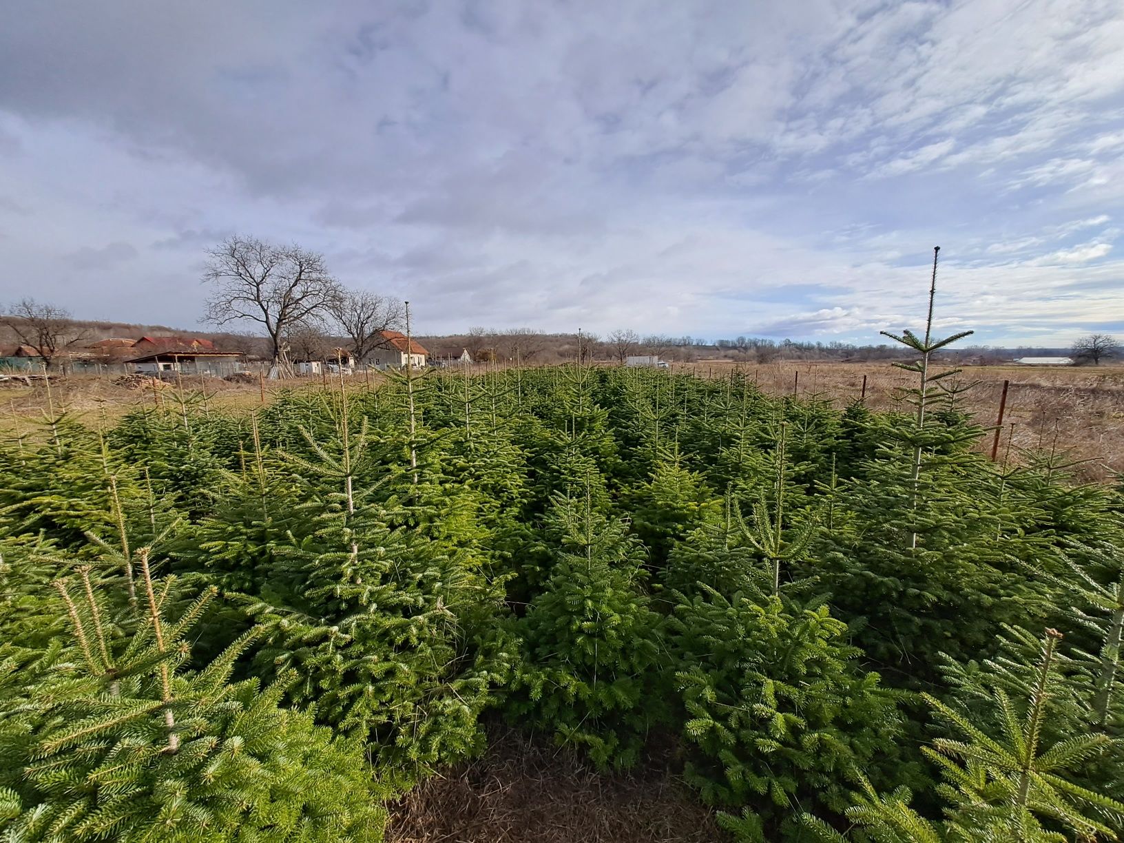 Brazi   nunta, Craciun, plantare      ABIES Nordmanniana