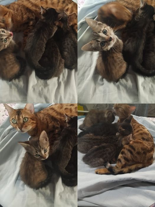 Продам котят не дорого