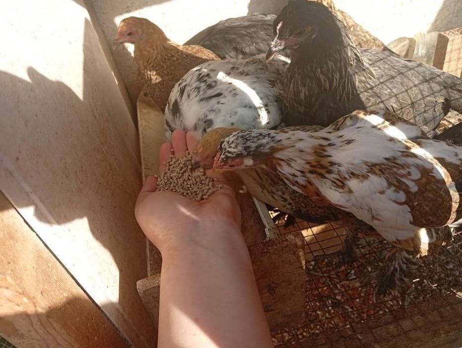 Продам японок  8-9 штук 1 из них чайник .