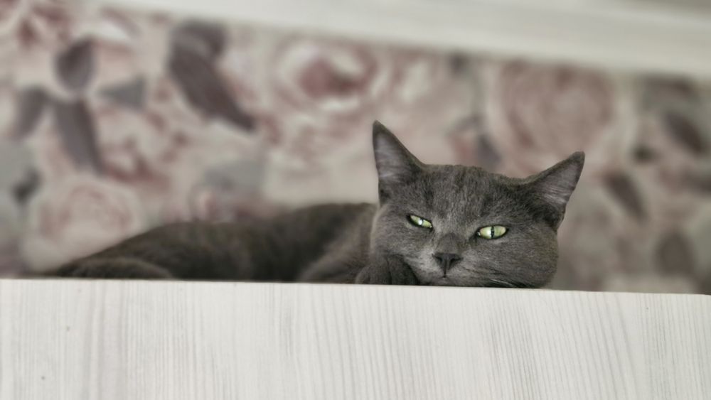 Котенок. Девочка.