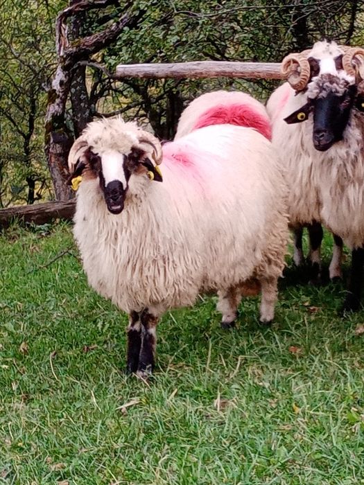 Disponibili 2 berbecuți