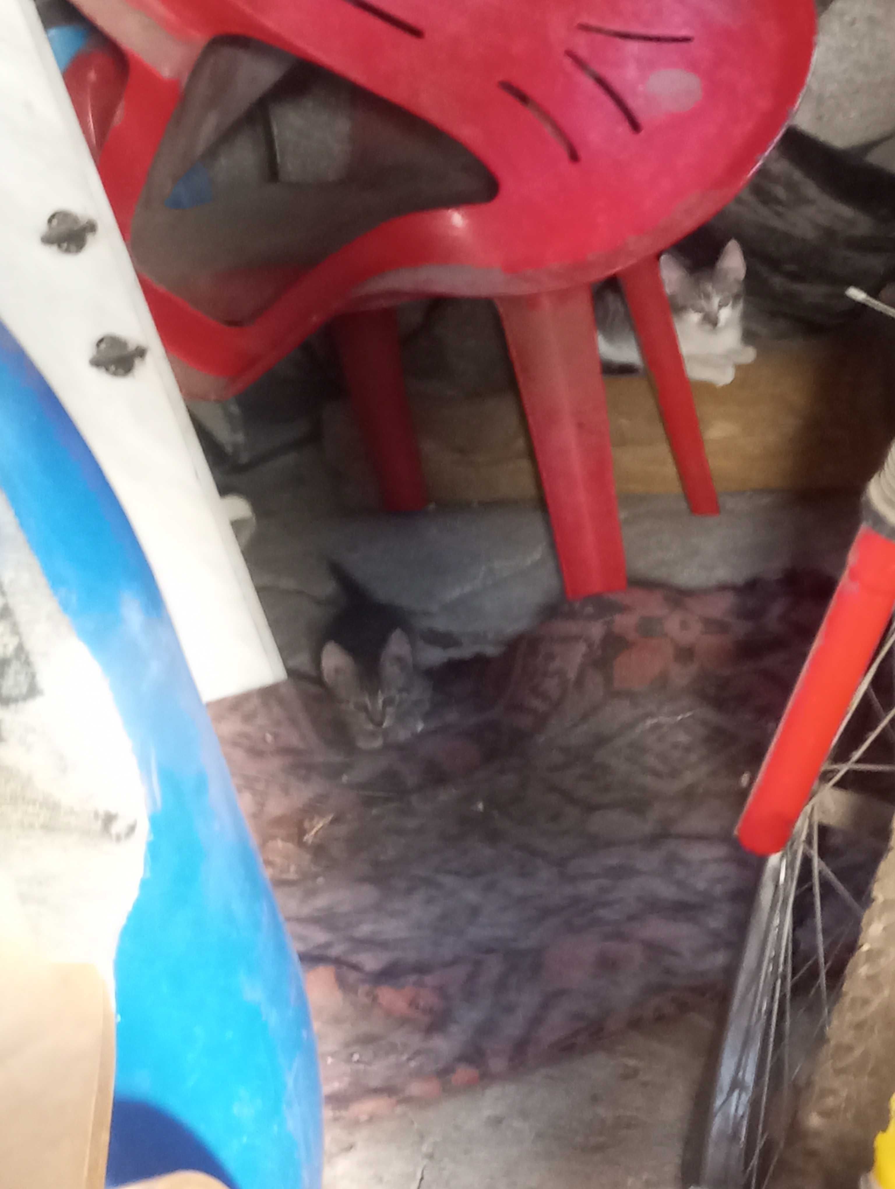 Dau in adopție 7 pisici din jona Clujului gratis