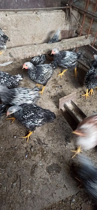 Петухи  молодые   виондот