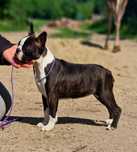 Boston terrier fetita