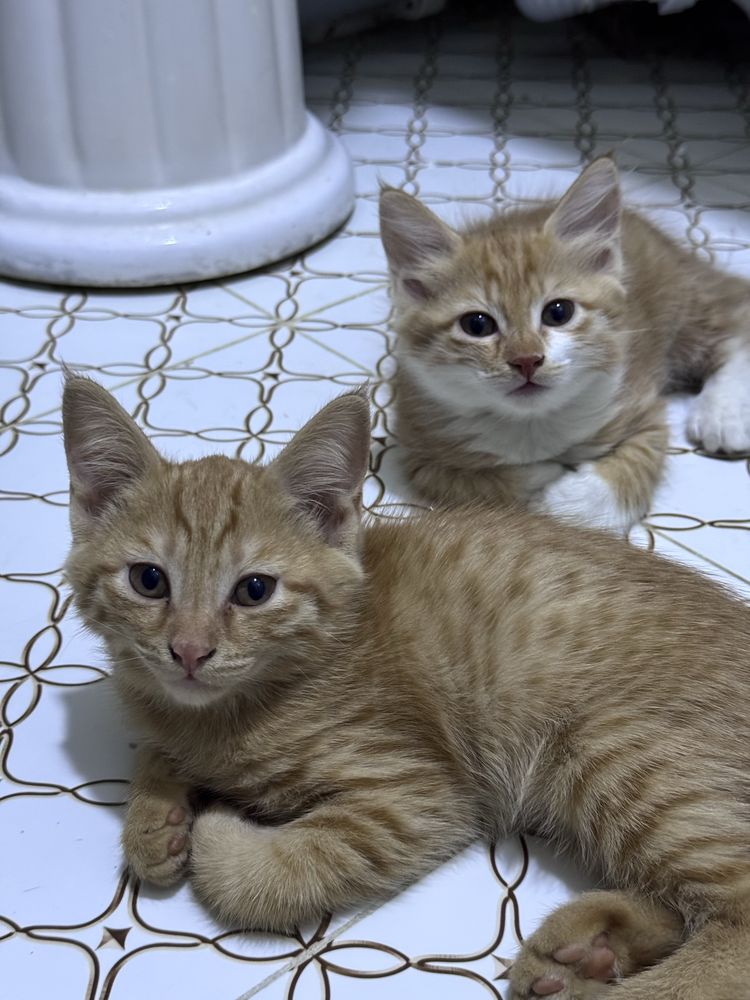 Отдаю котят в хорошие руки САМАРКАНД
