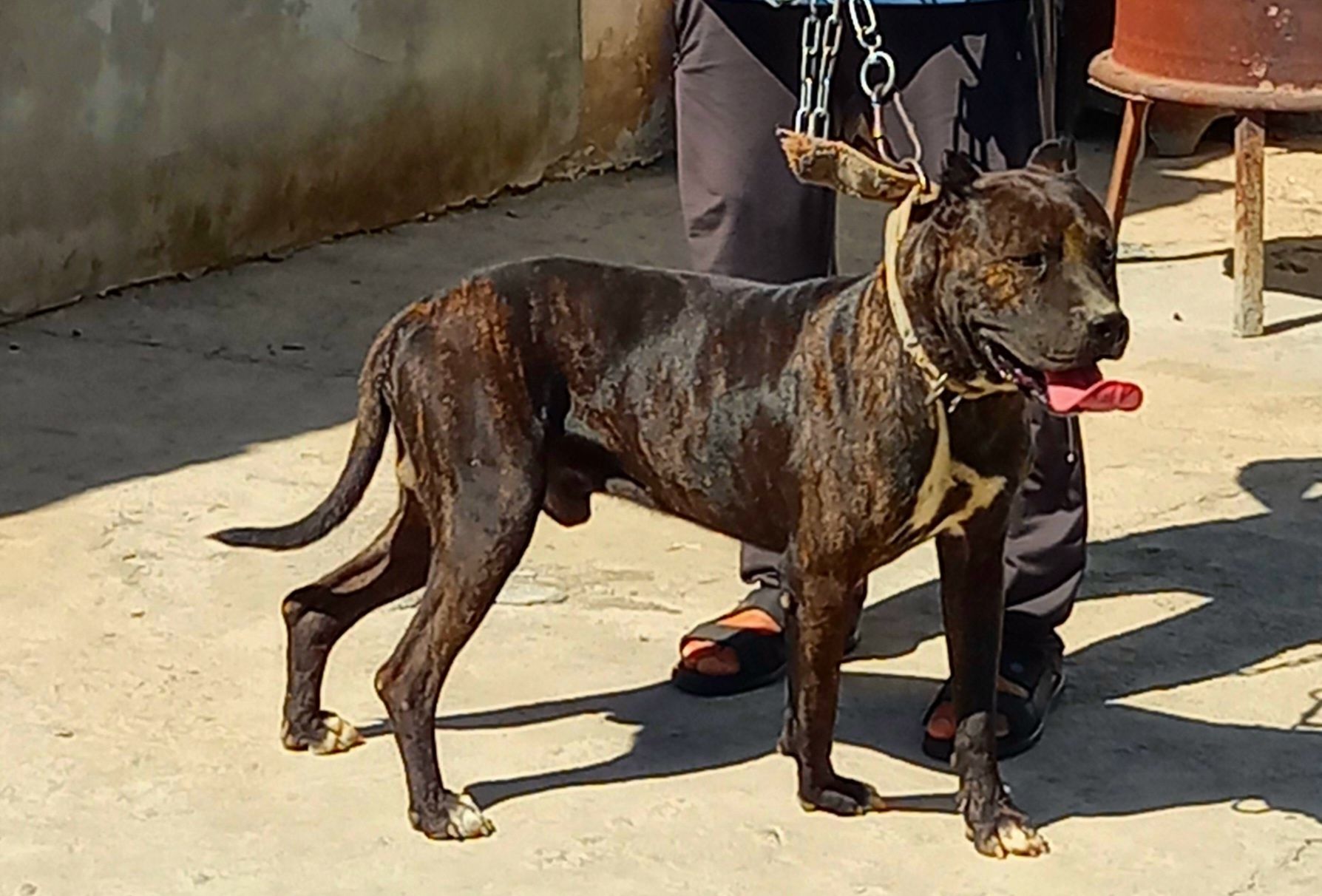 Pidbull tozza sotiladi