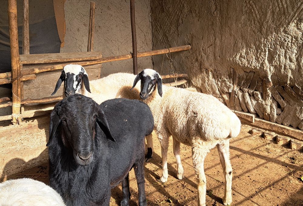 Хисор куй -1 та, кучкор-2 та, бир жойга сотилади.