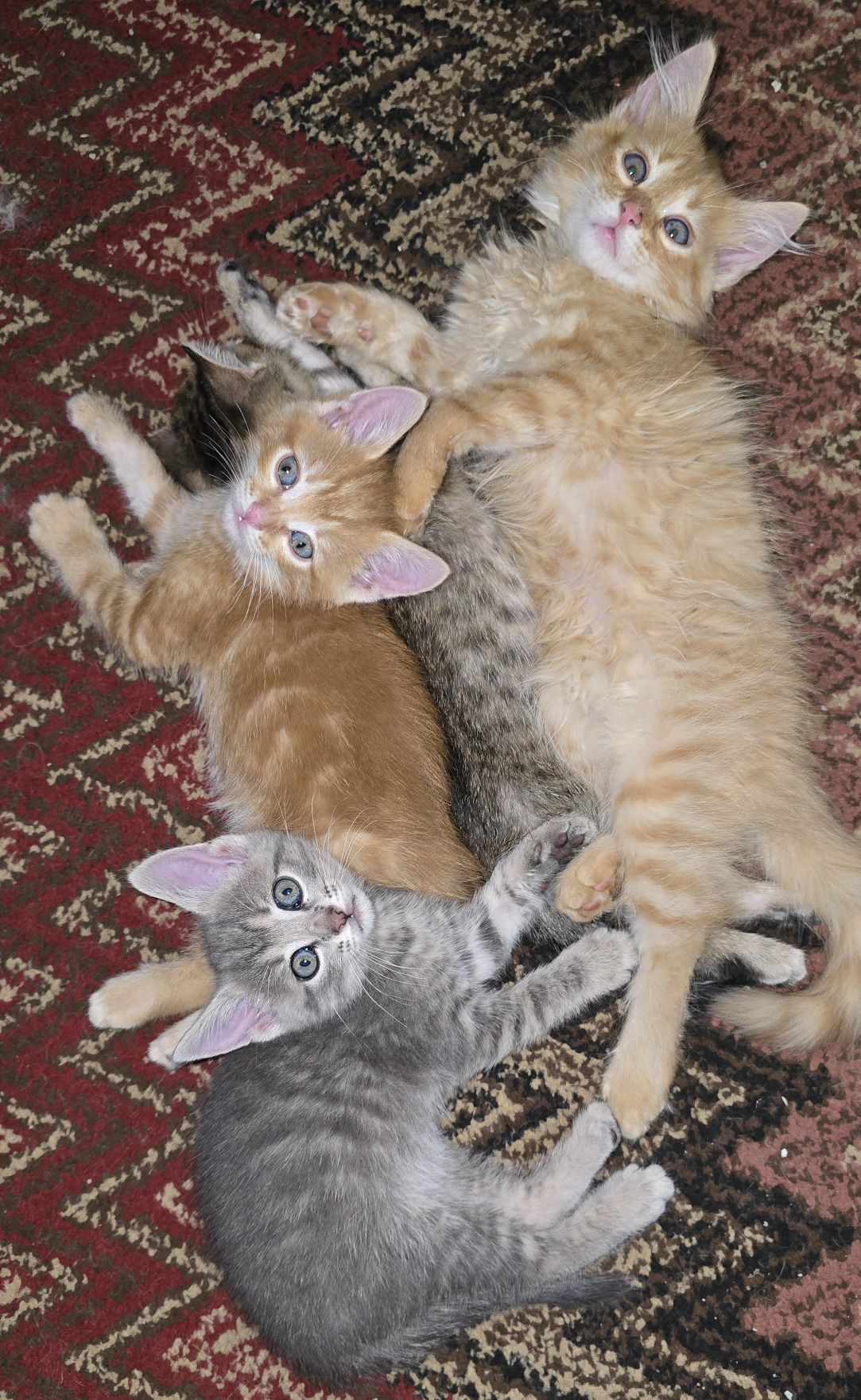 Прекрасни  котета, отглеждани с любов!