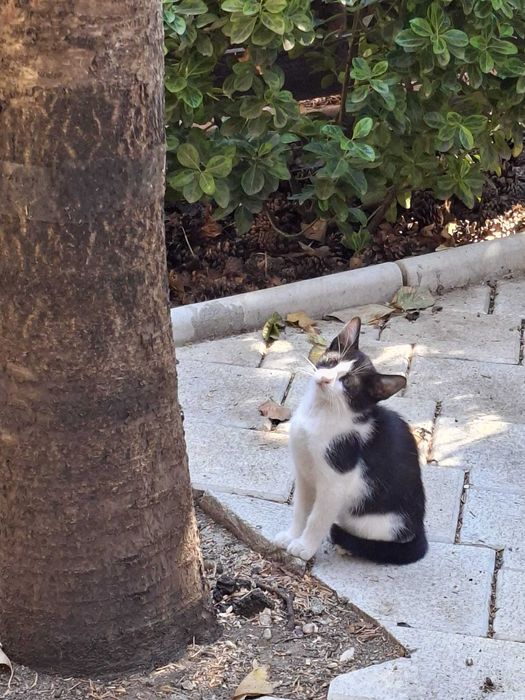 PISOI GRATUIT in Bucuresti