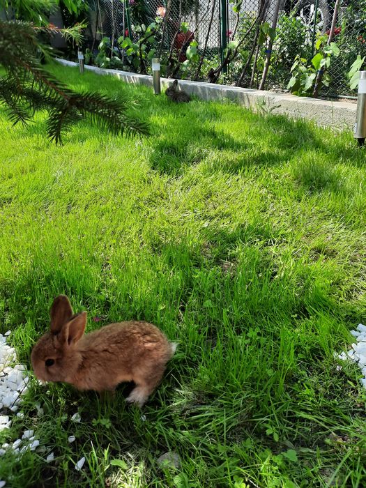 Vând iepurași de rasă