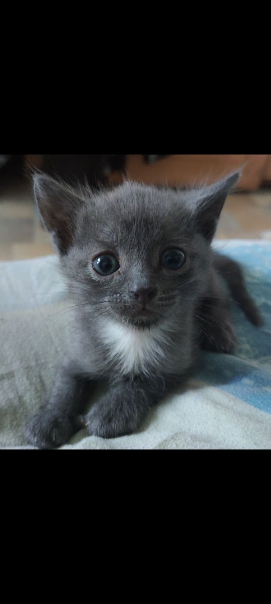 Котята крысыловы