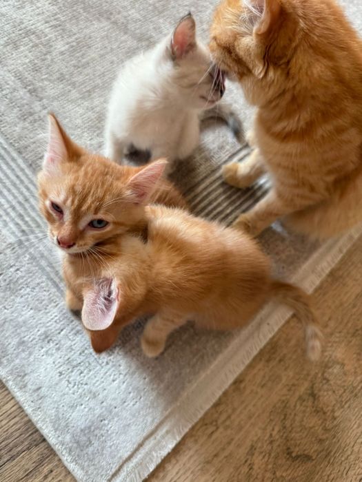 3 котенка  в хорошие руки (: