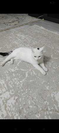 Кот потерялся 
Место исчезновения — магазин «Алинур».