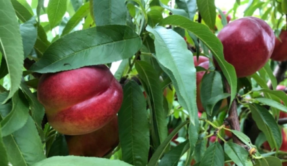 Nectarin (Soiul Venus )