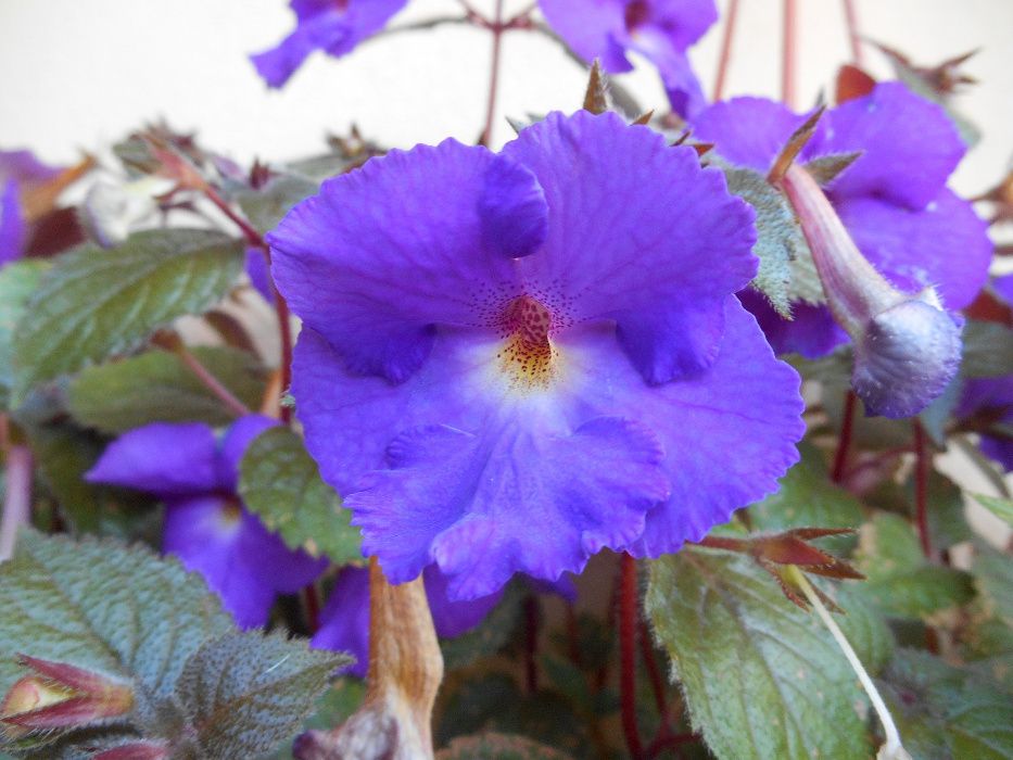 Floare Achimenes ( nuanta mov - bleu )