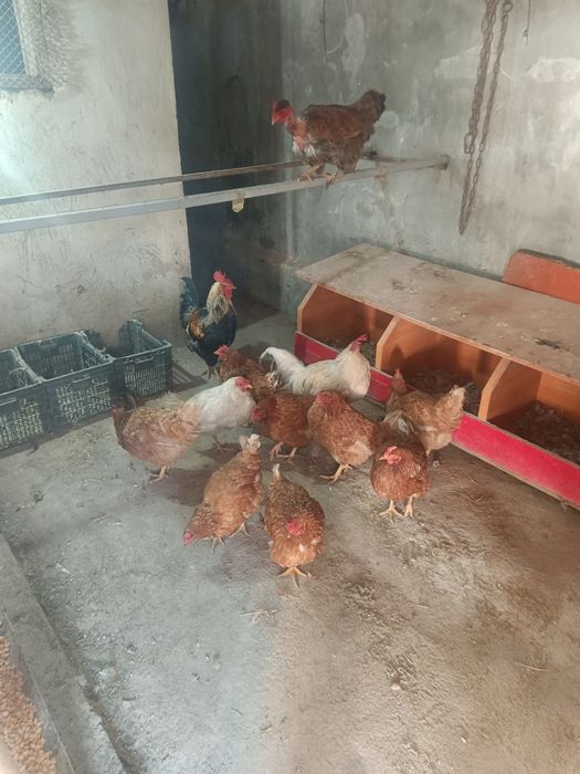 Срочно продам курицы в количестве 10 шт кур и 2 шт петуха общ 20000