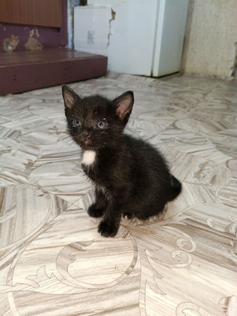 Прекрасные котята