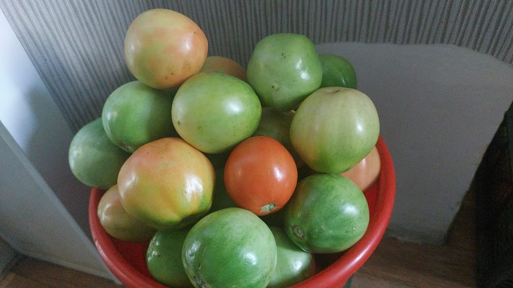 Продам   помидоры,,вкусные.