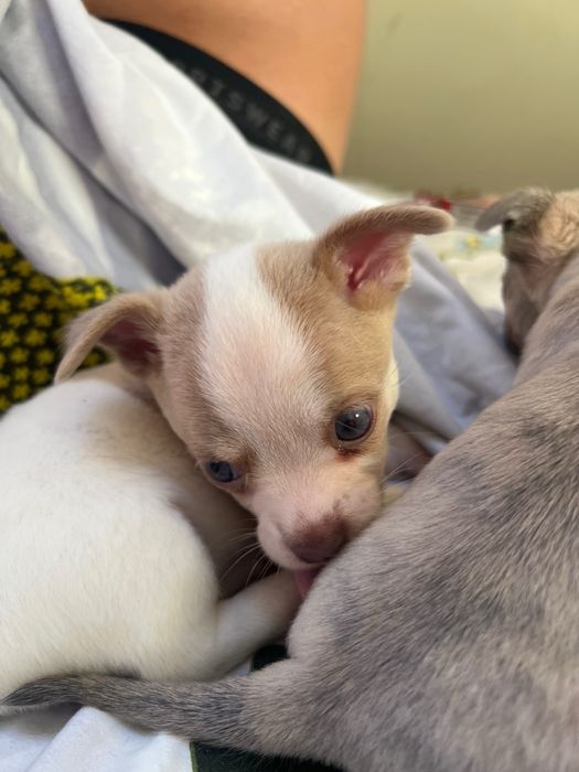 Кученца чихуахуа