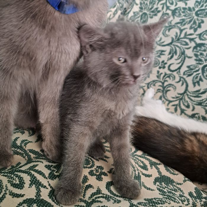 Котята от кошки страйт