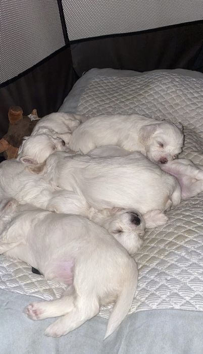 Dau pui de bichon