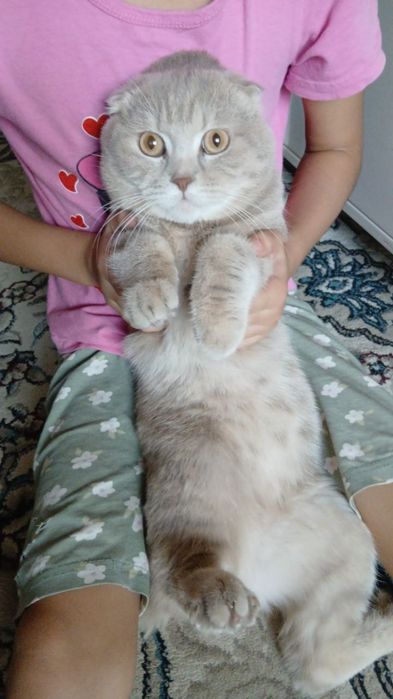 Синба ровно 1 год