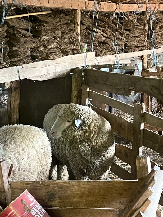 Vând berbec de anul acesta